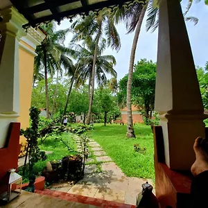 Kikar Anjuna Goa